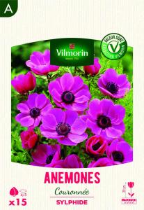 Anémone Coronaria Sylphide (x15)
